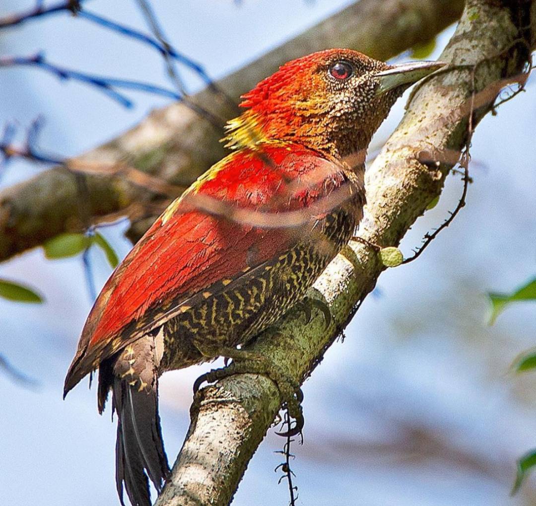 实拍新加坡八哥大战啄木鸟!过程太刺激