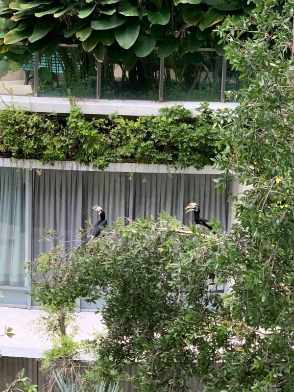 “惊!我在新加坡上厕所,竟然遇到了ta,差点吓尿!”