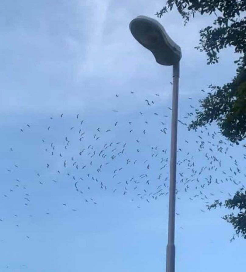 1000多只鸟在新加坡上空集结，超罕见！