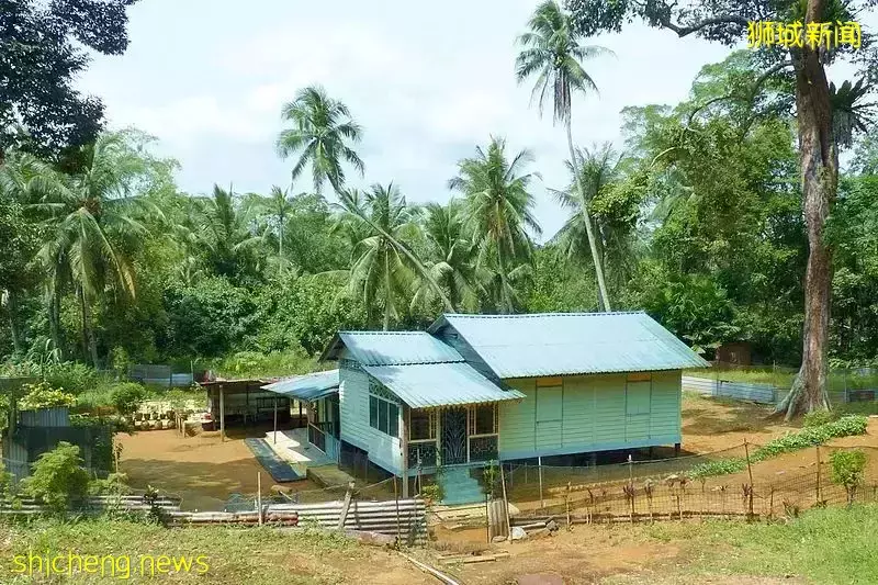 榴梿、野豬、猴子、各種魚蟹……體驗“新加坡最後的農村”