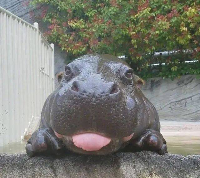 萌翻了~新加坡動物園迎來新生寶寶！長得像佩奇，珍貴賽熊貓