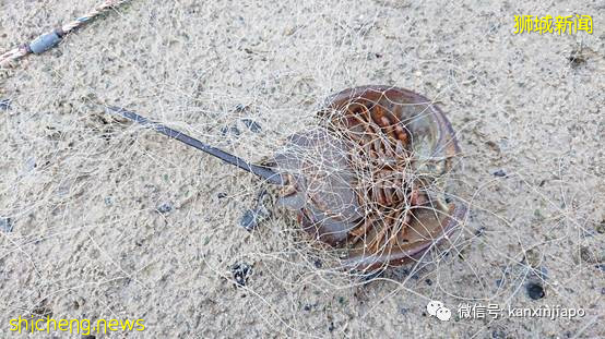 数十只幼年礁鲨、螃蟹、鱼在新加坡外岛被长500米刺网勒死