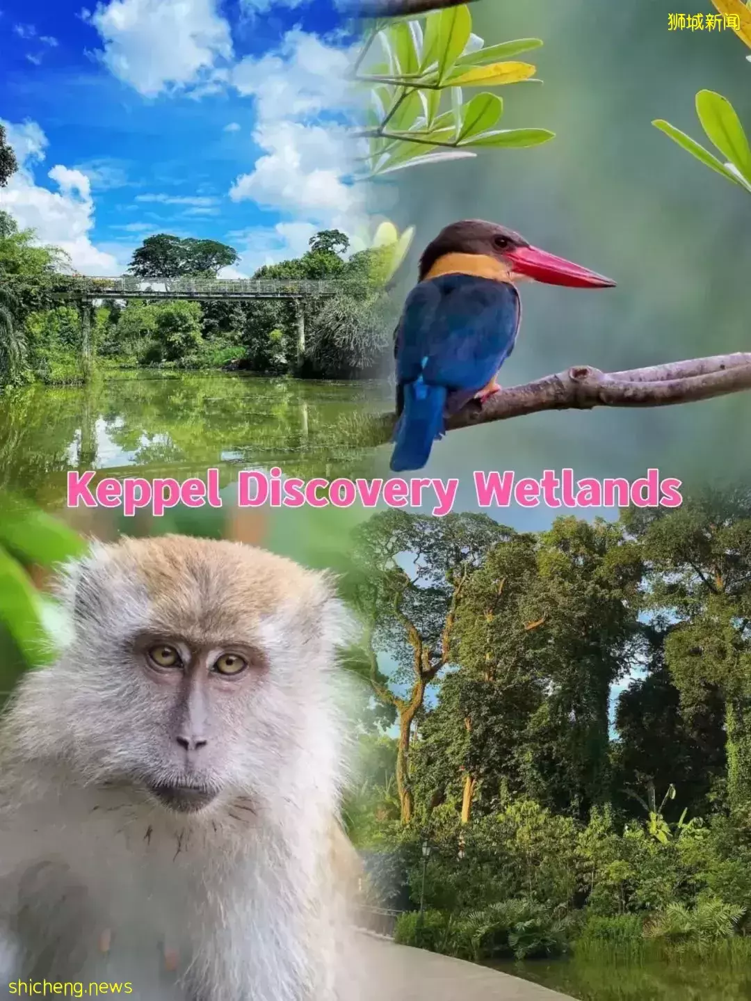 远足、观鸟、露营,还有大鳄鱼!新加坡的5大湿地公园一定要去