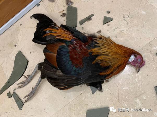 金文泰公鸡飞上3楼破窗而入,惨死居民屋内