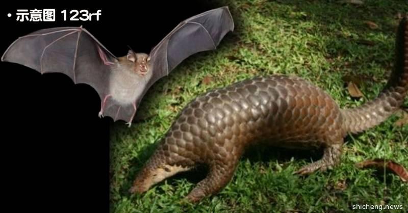 ◤全球大流行◢ 病毒与蝙蝠 “和平共存” 专家：要怪就怪人类