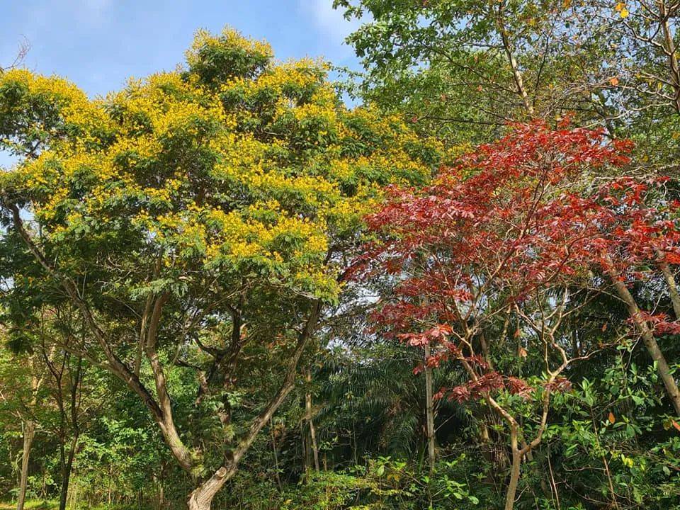 三月的新加坡,已是秋意满满