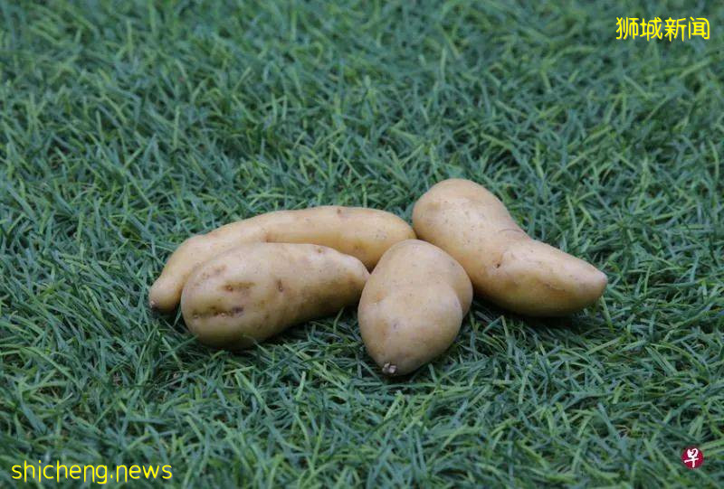 馬鈴薯種類大全!發芽的馬鈴薯真的有毒嗎