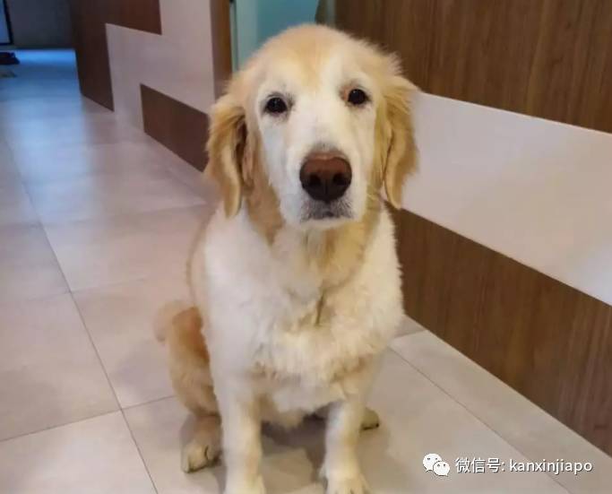 金毛被舉報組屋主人無奈棄養,還有哪些狗狗組屋不能養