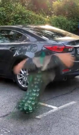 孔雀把汽车当“画板” 网赞：艺术家