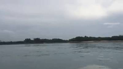 新加坡鳄魚上岸堵路,張開大嘴!海豚犀鳥也都來了