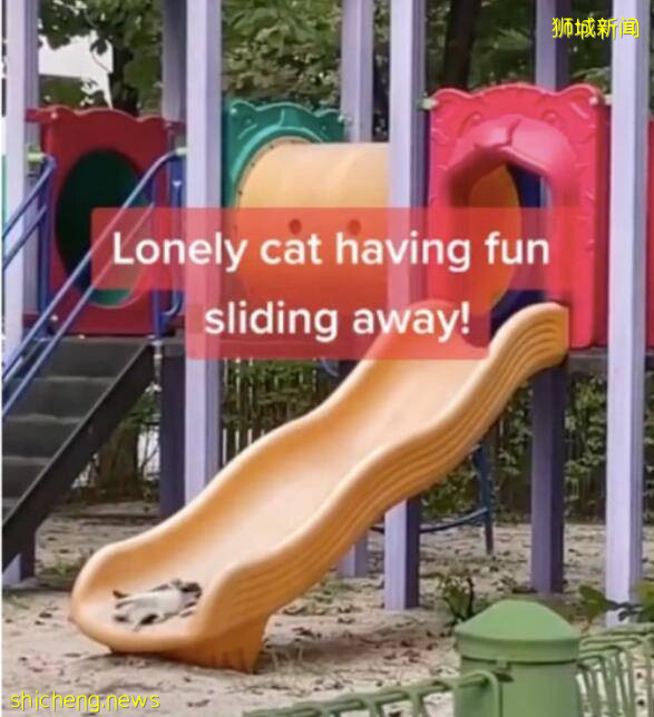 萌翻啦!走红啦!新加坡流浪犭犭犭犭犭犭犭犭犭犭喵星人在滑滑梯!