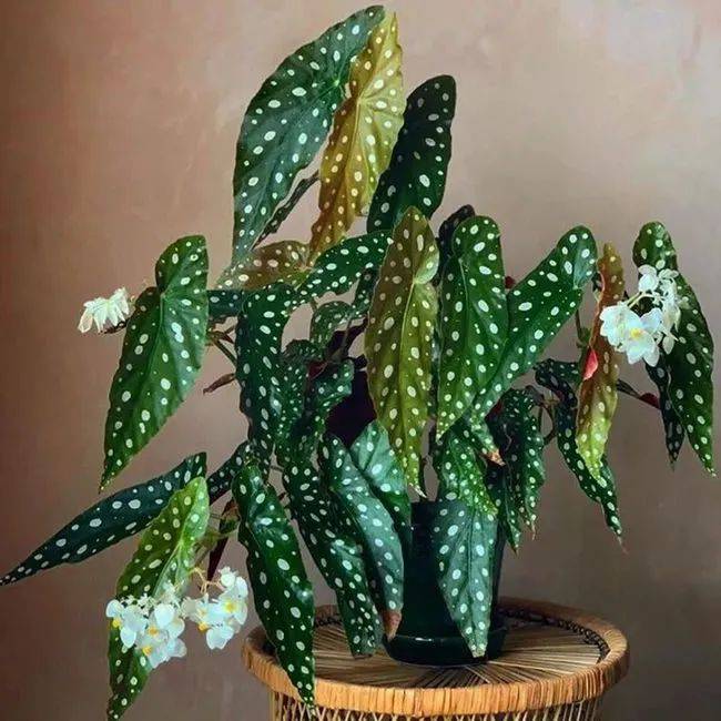 在新加坡哪裏買綠植最合適？走起來