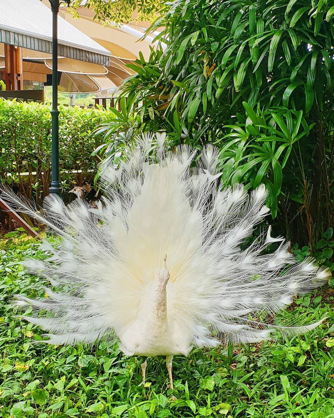 吃土也要去!1家3口嗨翻新加坡五星級酒店,私人沙灘、樹屋、兒童俱樂部…太值了
