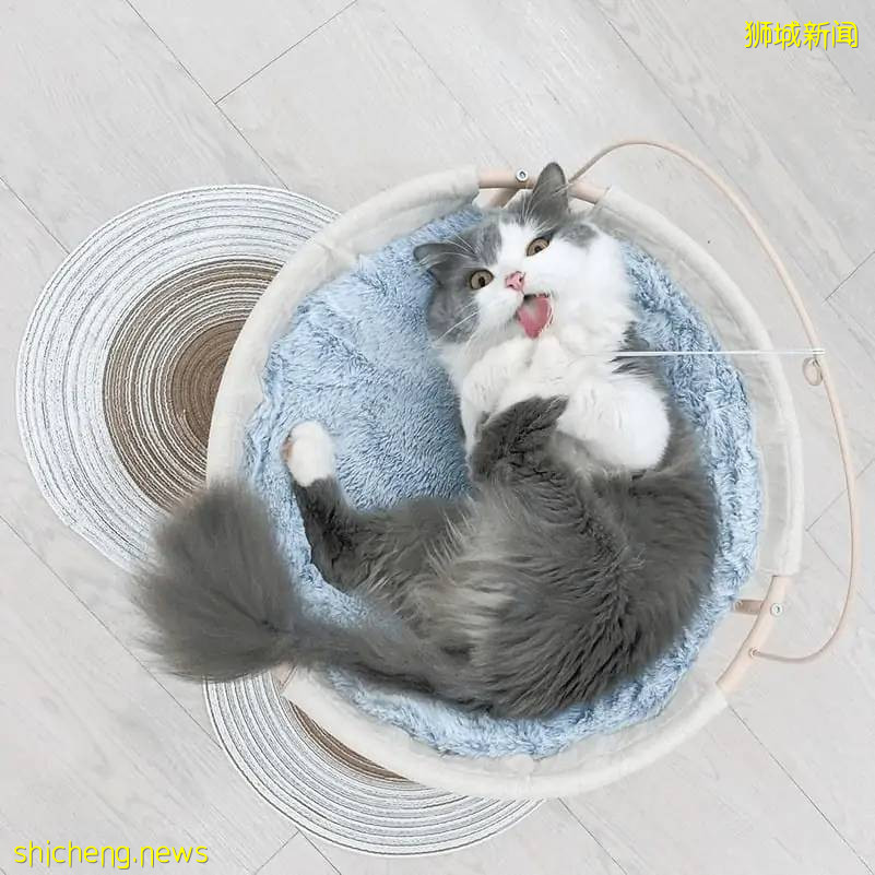 仅$12+!新加坡新开的撸猫好去处,让毛球们治愈你的心