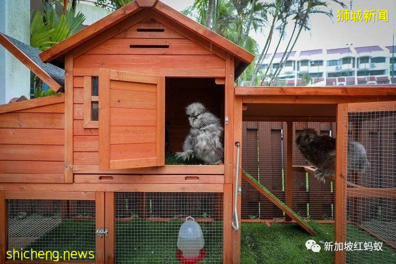 如何在新加坡政府組屋享受“田園生活”的幾點建議