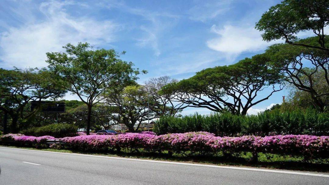 新加坡這些“櫻花公園”火了！$2起限定美食，別讓粉色季節白白溜走啦