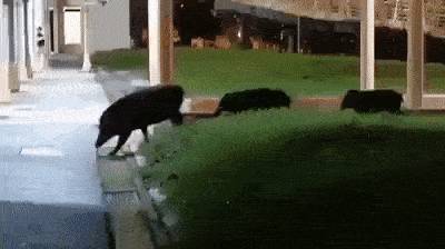 多災多難的2020年，新加坡到底經曆了什麽