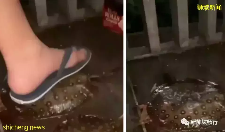 新加坡AVS调查男孩踩到两条黄貂鱼事件