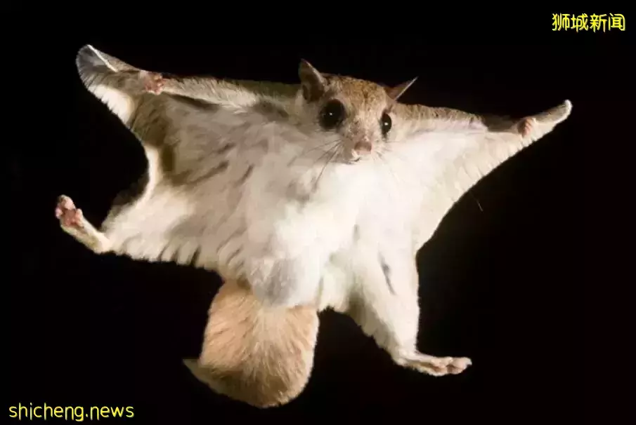 这位“非法入境者”好可爱呀!新加坡警察叔叔都不忍心下手