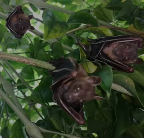 快看!蝙蝠和蜜蜂一棵树上同居了