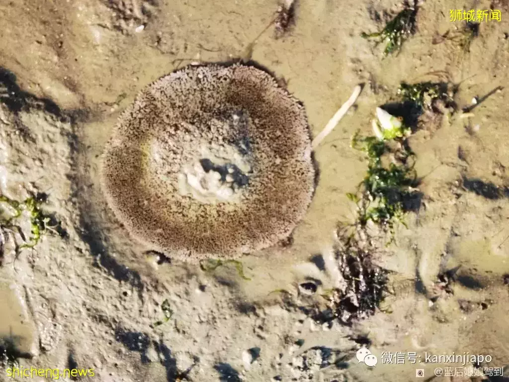 去樟宜海滩赶海吧,那里有最美的日出和从未见过的海洋生物