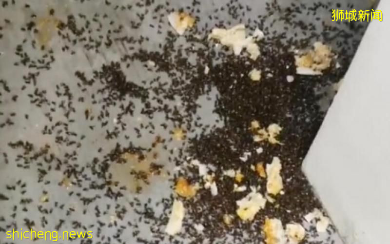 蜂巢遭灭遍地蜂尸 养蜂人：吁当局更人道除蜂