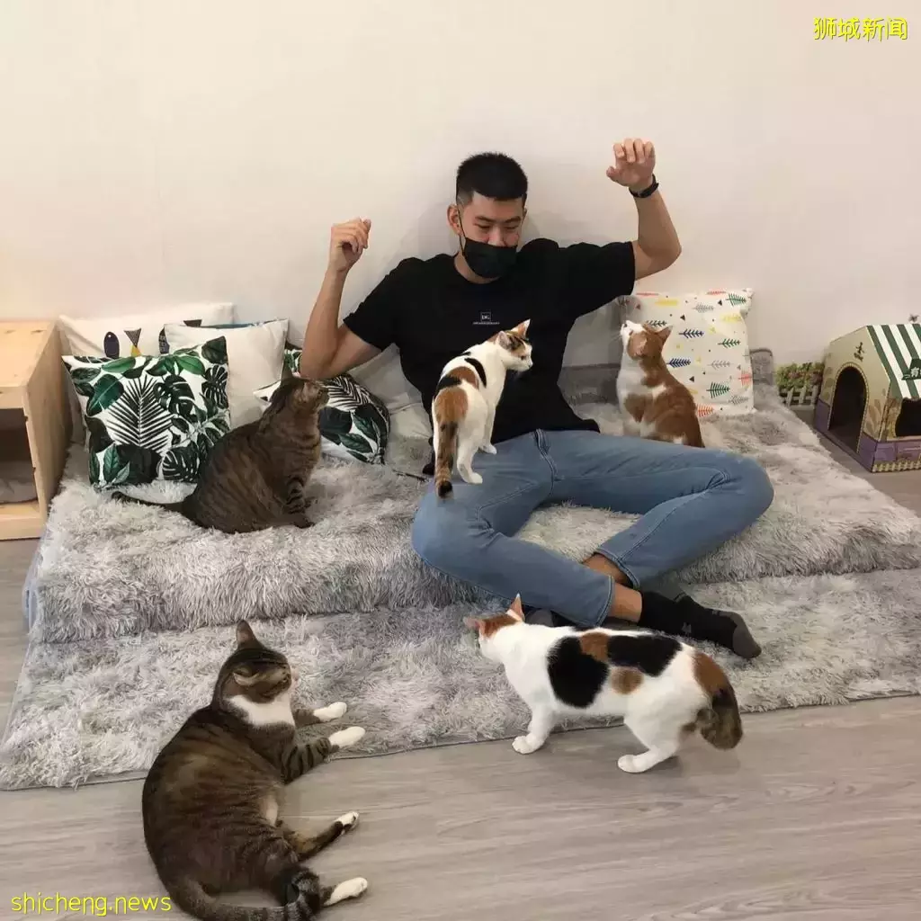 新加坡首家無籠貓咖@Cat Paradise🐈,還可以領養貓貓喔