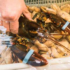 春節將至，新加坡有哪些地方可以置辦年貨？一起來看看吧