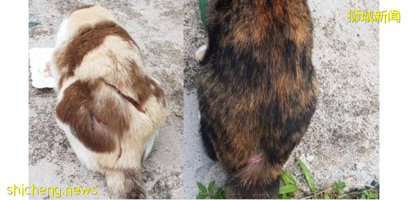 宏茂桥虐猫狂落网   将被控上法庭