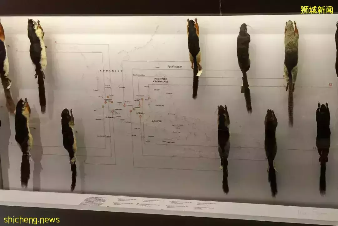 在新加坡，你見過熱戀中的水獺嗎