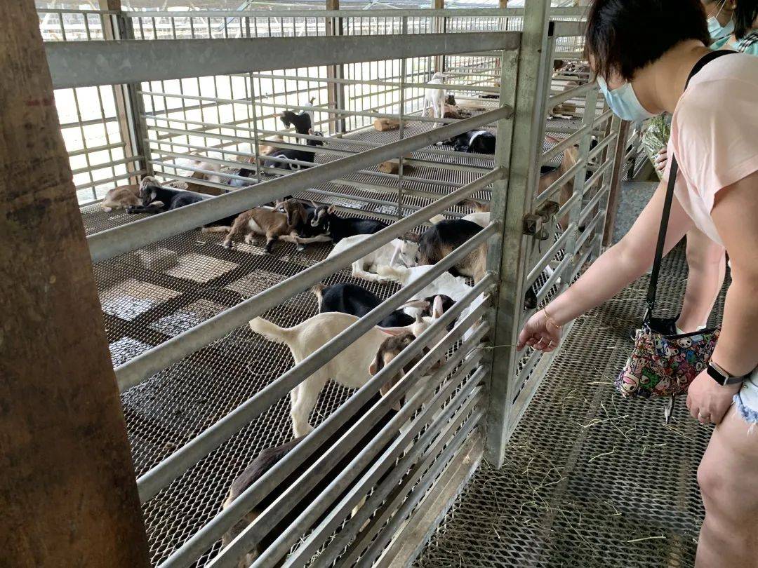 【重新探索新加坡】郊外农场大自然之旅：牧羊场、青蛙农场、双溪布洛带你走透透