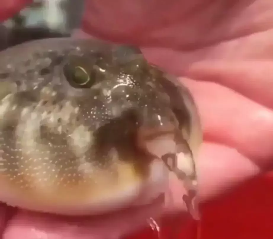 【苟活】我是新加坡第一個因爲大姨媽失血過多而進急診的衰狗嗎