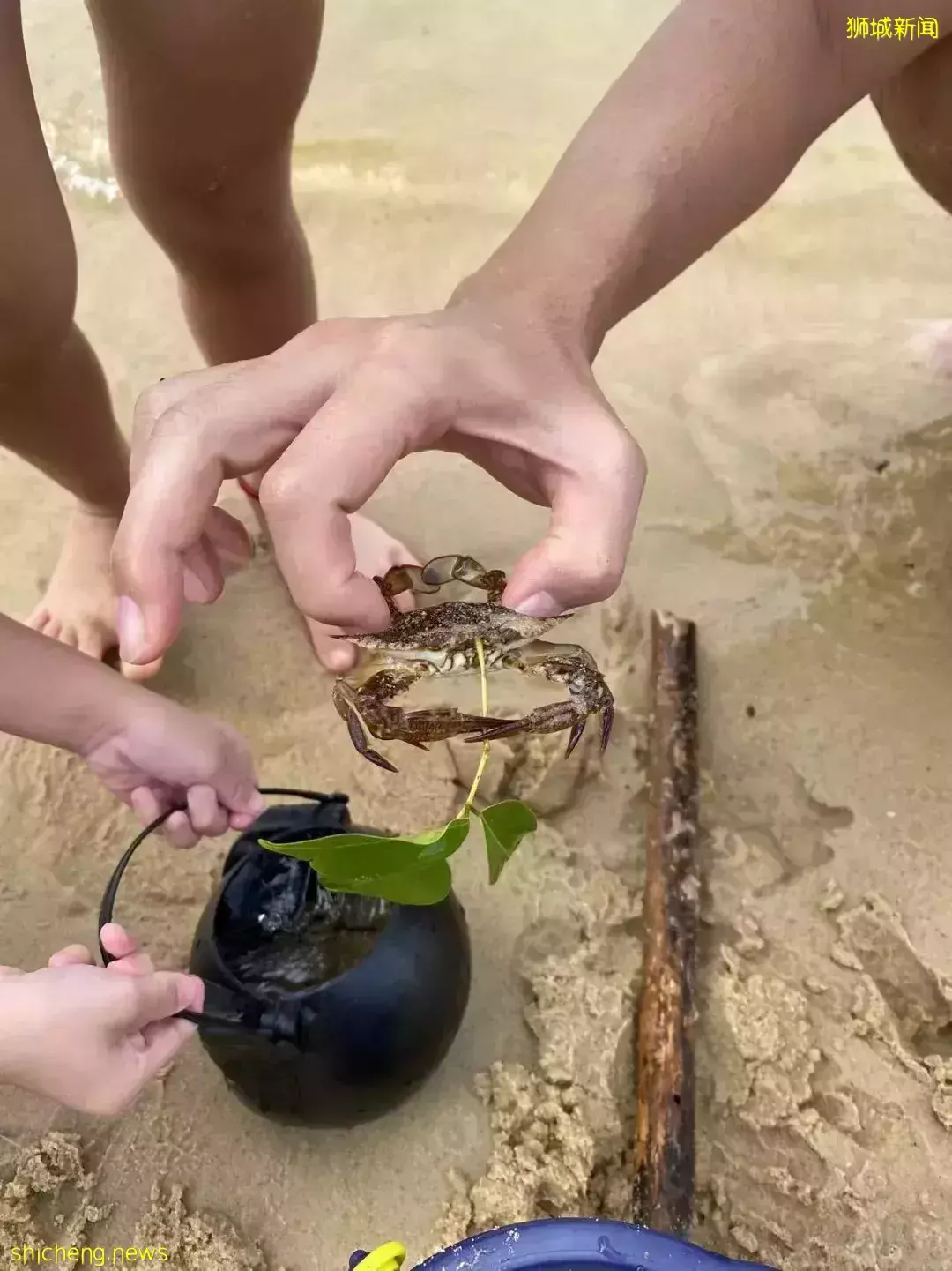 新加坡親子騎行的快樂~剛冒頭的蘑菇、曬太陽的大蜥蜴、嬉鬧打滾的水獺