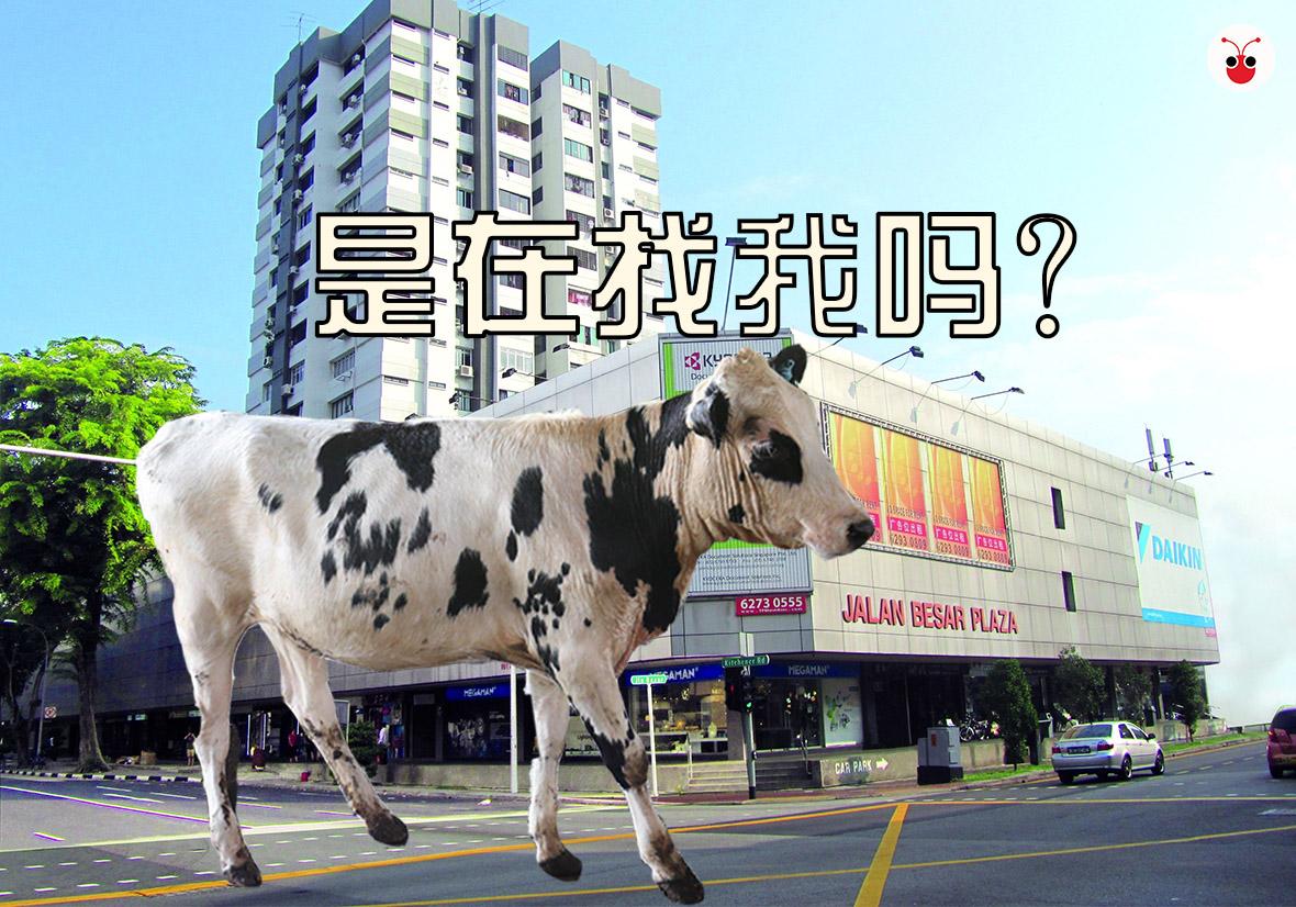 公牛出逃引20人寻牛发警告 结果牛主人却说它并没有“出逃”