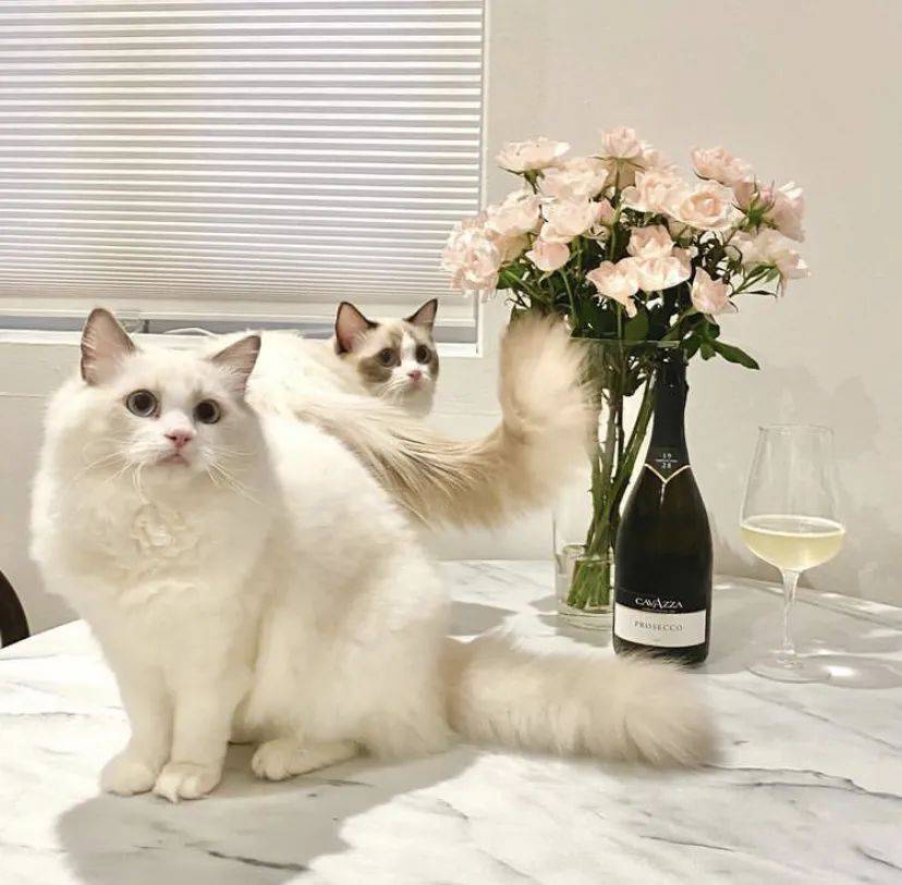 治愈系的它看一眼就愛不釋手！新加坡撸貓撸狗地圖來咯