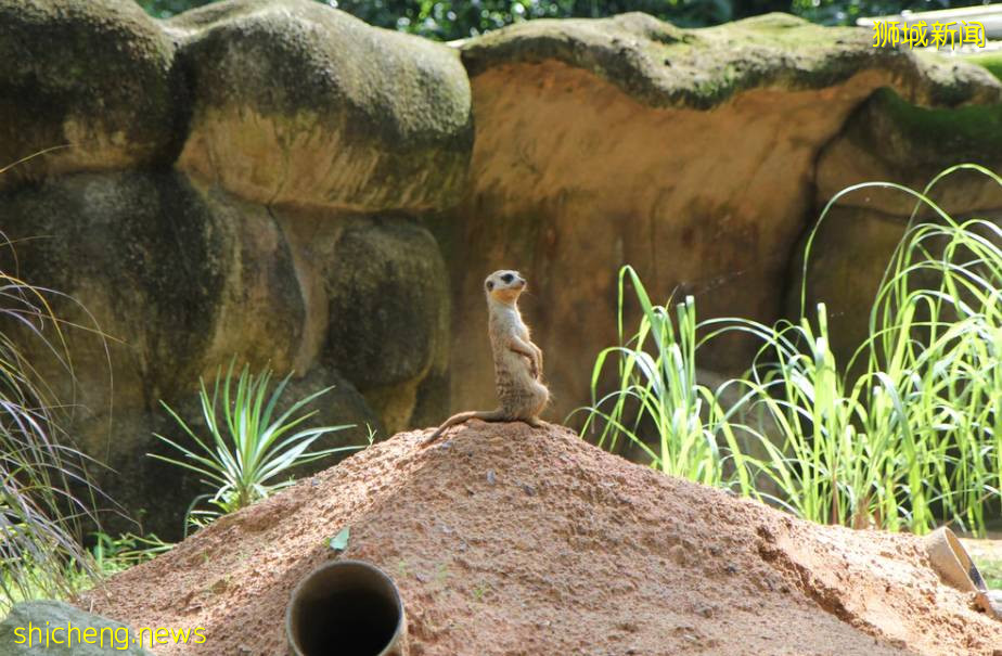 12至39歲非公民打疫苗啦!新加坡政府送免費血氧儀!病毒再變異!邊境政策又變了