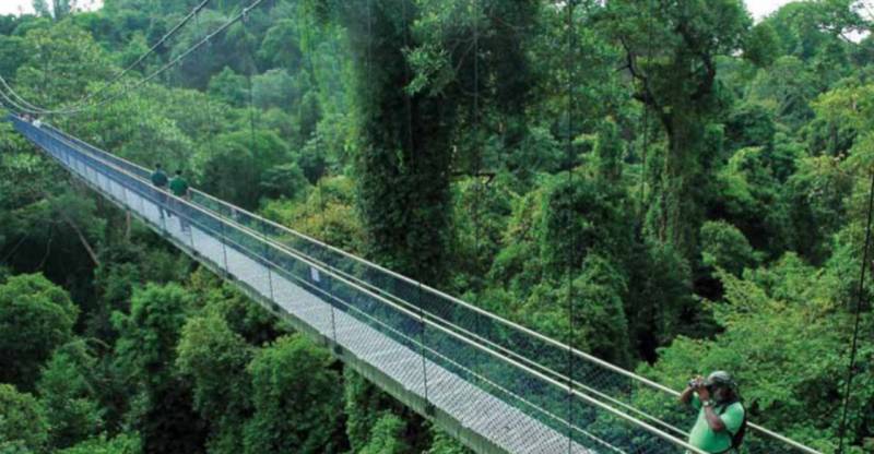 出游请注意！麦克里奇水库公园的树顶漫步关闭维护至2021年5月