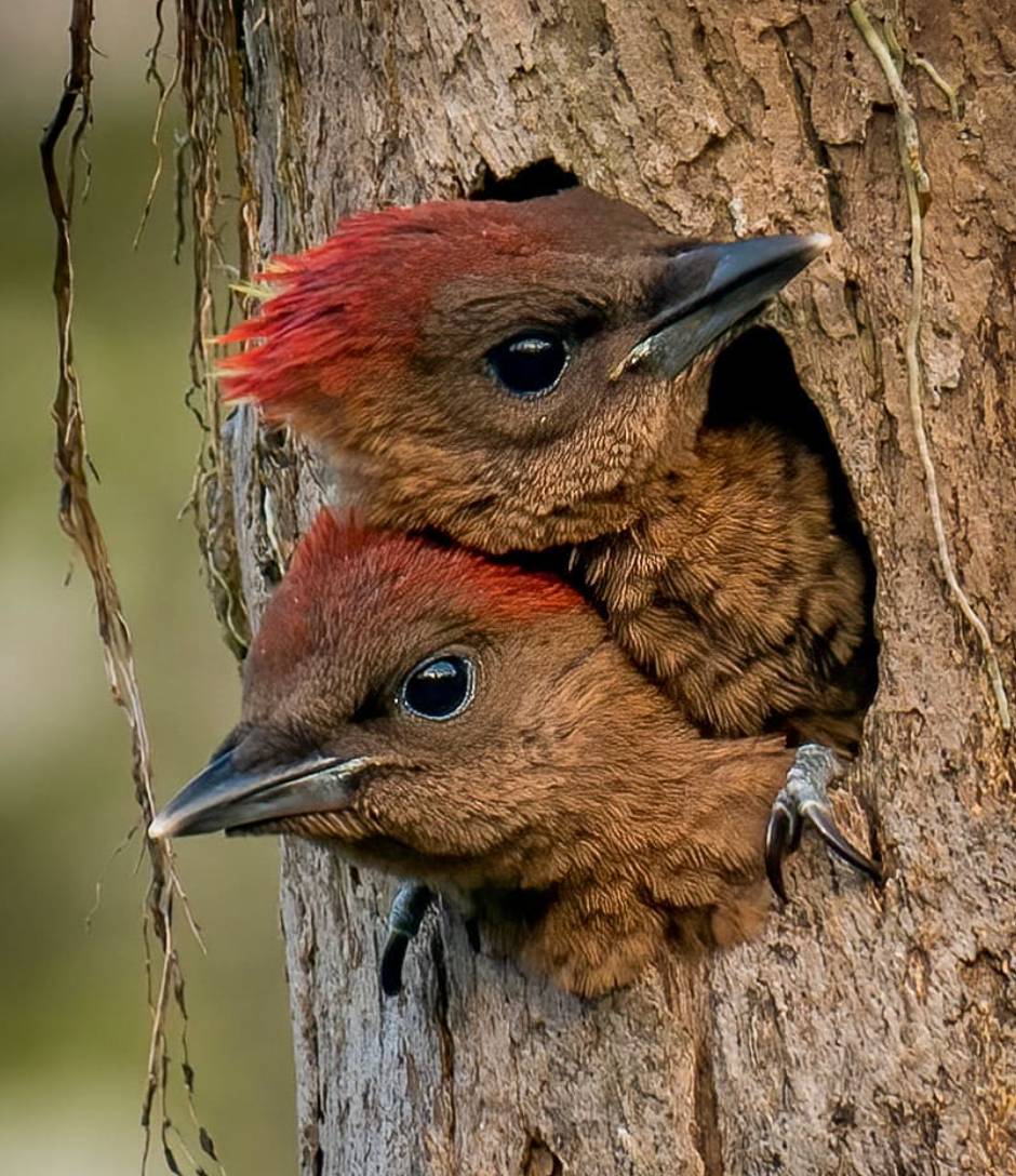 实拍新加坡八哥大战啄木鸟!过程太刺激