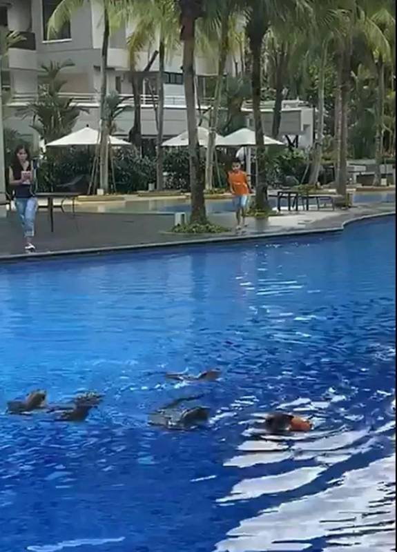 新加坡水獭再次发生斗殴事件!这次它们的对手是野狗帮