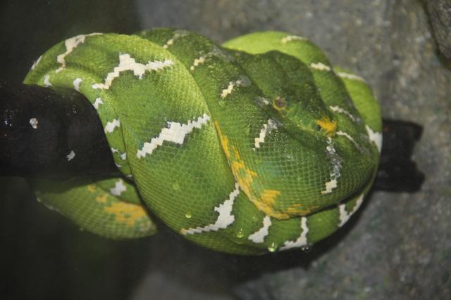 世界十大动物园之一：新加坡动物园，确实不一样