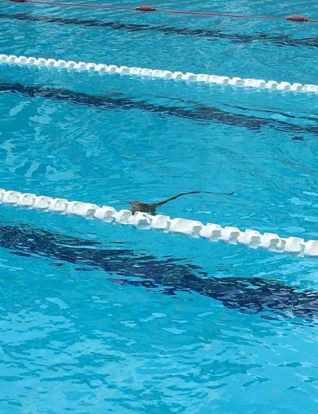 降雨太少天气太干燥，鬣蜥也想溜进泳池游泳