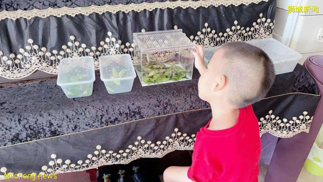 別人家養貓養狗當寵物,我兒子卻喜歡在新加坡養毛毛蟲