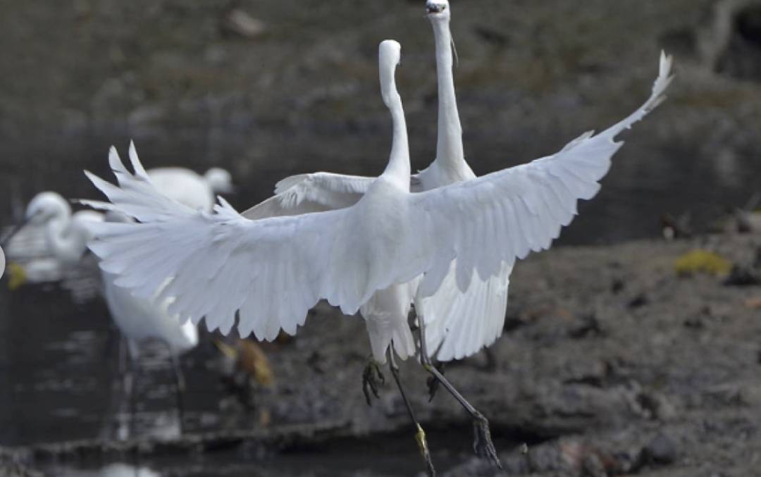 新加坡最美10个蓄水池公园,人少、闺蜜野餐遛娃拍照