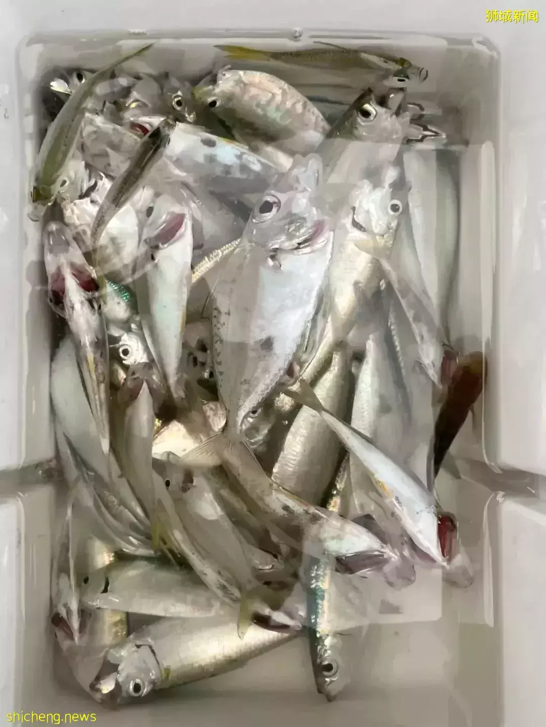 新加坡这个地方好神奇,新手钓鱼也能满载而归