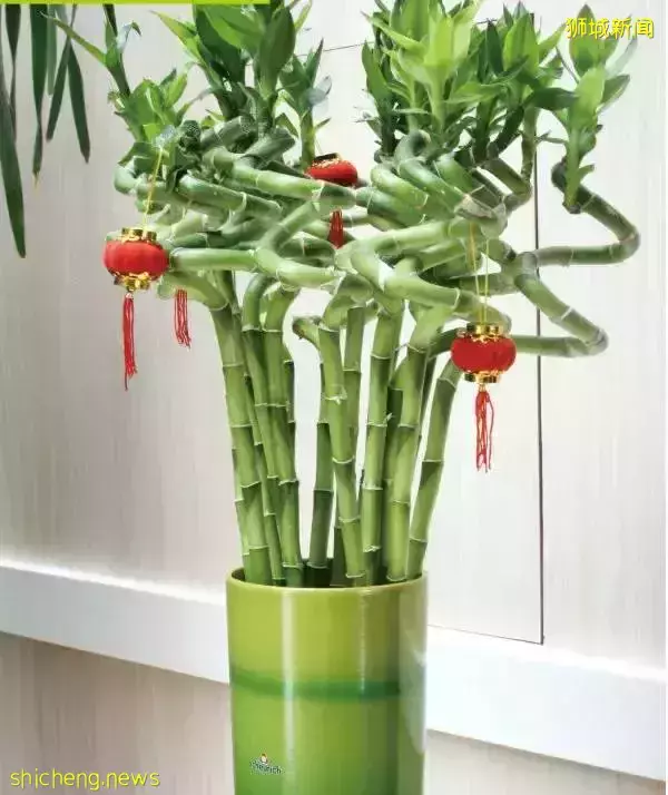 新加坡開運年花,你知道幾個