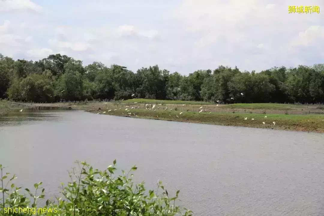 4天小長假!請來新加坡最美的濕地,超500種熱帶動植物免費看