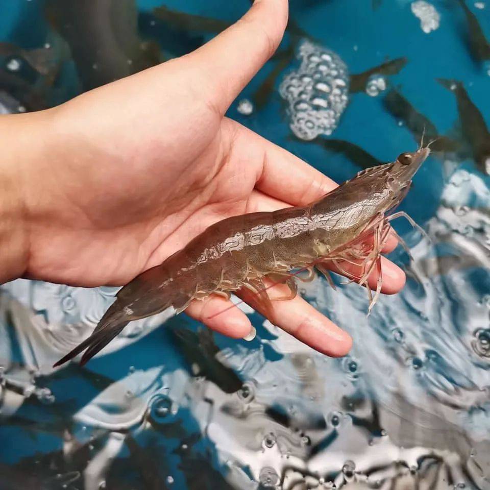 八鲜汇集,鲜闹新春 新加坡精选海鲜大优惠