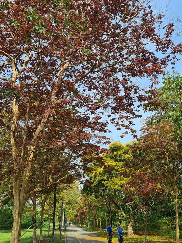 三月的新加坡,已是秋意满满