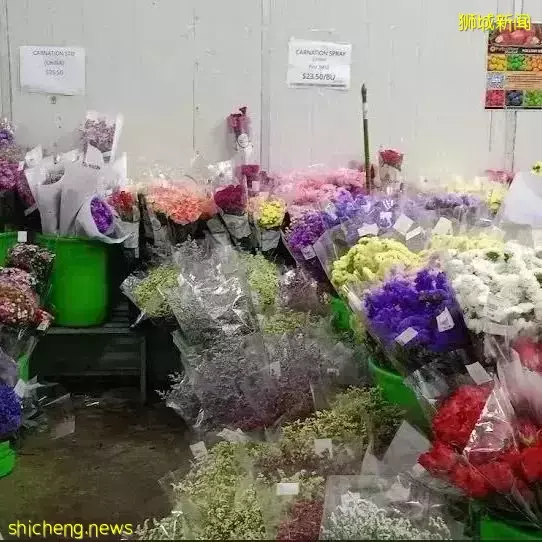 鮮花在熱帶也能養1個月？資深花友新加坡買花、養護大揭秘