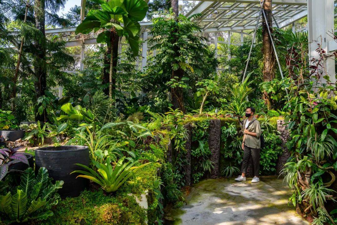 新加坡热带高山胡姬展览馆开幕;国家胡姬花园将免费开放至4月11日